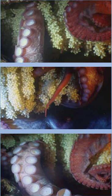 章鱼的触腕小心的维护卵泡.jpg